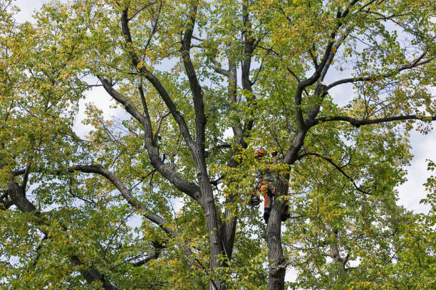 Best Tree Cabling and Bracing  in Lake Winnebago, MO